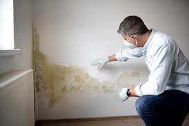 Reliable Leesburg, OH Mold Removal Solutions